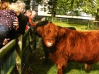 Bezoekers bij rund op kinderboerderij