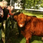 Bezoekers bij rund op kinderboerderij